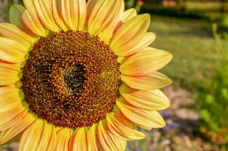 向日葵，花朵，花朵，平房花园，花朵，花朵，黄红色，明亮
