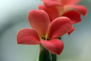 迷你盆栽，花卉，盆栽植物，植物，花卉，自然，makro，粘贴