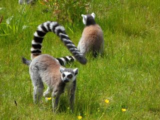 环尾狐猴，原生动物，狐猴，条纹狐猴，狐猴，狐猴，动物，草