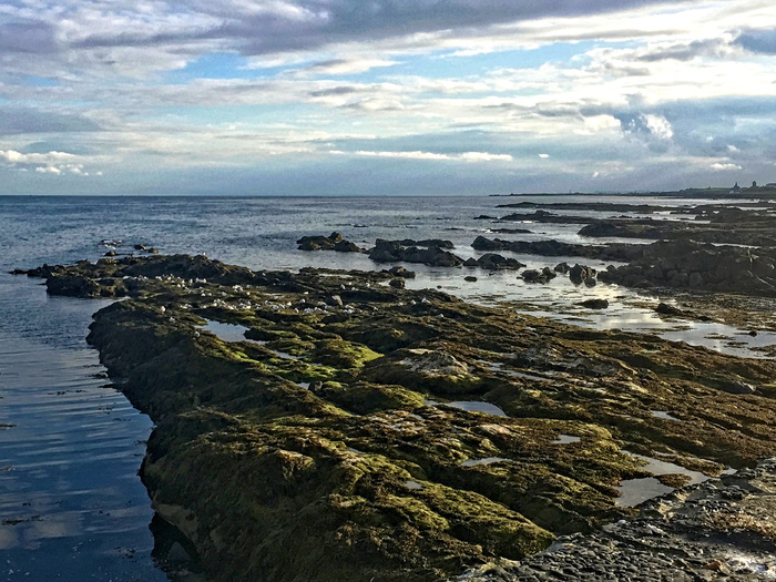 英国、皮特维姆、皮特维姆港、海鸟、云、岩石、苏格兰、法夫