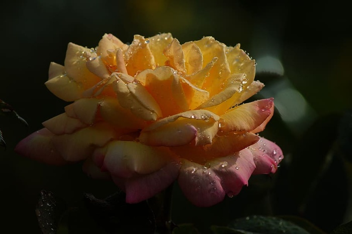 玫瑰，橙色，水滴，花朵，花朵，花朵，植物，浪漫