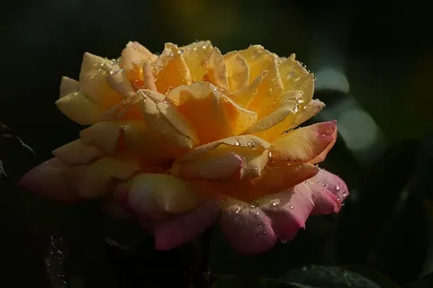 玫瑰,橙色,水滴,花朵,花朵,花朵,植物,浪漫 玫瑰,橙色,水滴,花朵,花朵,花朵,植物,浪漫