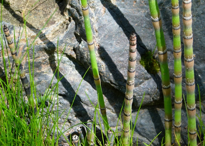 马尾草, 植物, 自然, 绿色, 野生植物, 目睹, 户外, 增长