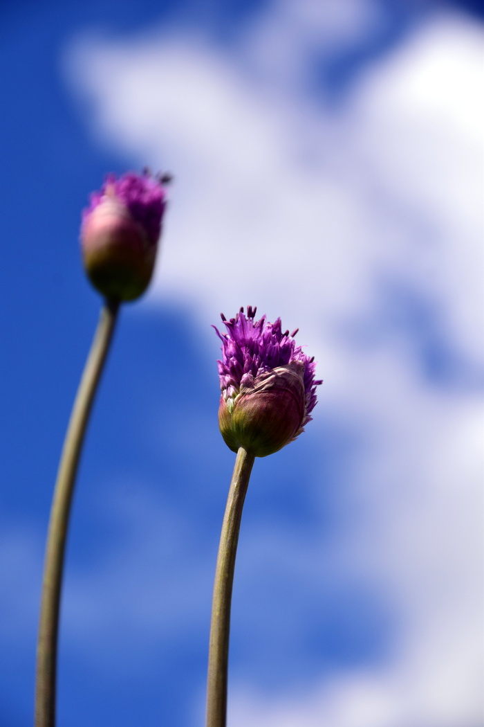 韭菜、大葱、紫罗兰、紫色、观赏洋葱、植物、花朵、鲜艳