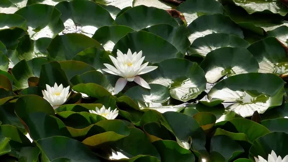 睡莲,绿色,水生植物,叶,植物部分,花,开花植物,植物 睡莲,绿色,水生植物,叶,植物部分,花,开花植物,植物