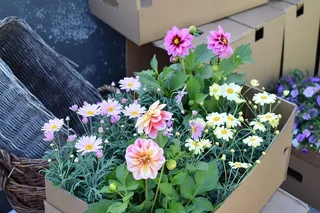 大丽花，粉色，花园，花，夏天，绿色，颜色，花