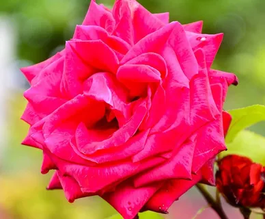玫瑰,花朵,自然,苏格兰,植物,粉色,开花植物,花瓣 玫瑰,花朵,自然,苏格兰,植物,粉色,开花植物,花瓣