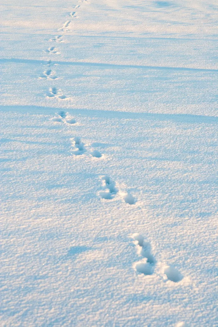 冬天，雪，兔子的足迹，动物的足迹，寒冷的温度，自然，没有人，一天