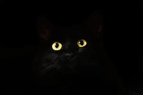 黑猫墙纸,黑色,猫,视图,猫眼,猫眼,可爱,动物主题 黑猫墙纸,黑色,猫,视图,猫眼,猫眼,可爱,动物主题