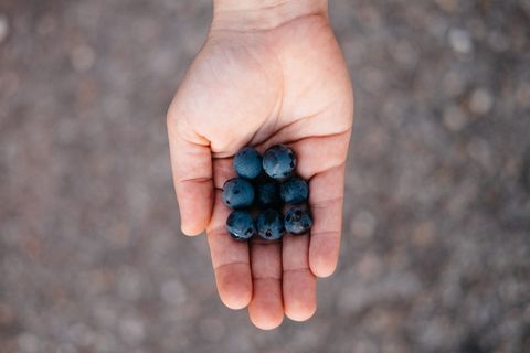 德国、斯图加特、罗滕贝格、葡萄酒、采摘、自然、秋天、手工