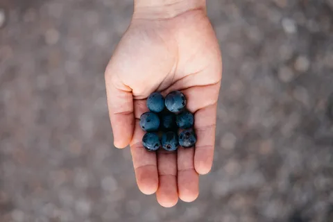 德国、斯图加特、罗滕贝格、葡萄酒、采摘、自然、秋天、手工