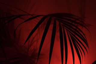 剪影、树叶、手掌、漫反射、臀部、时髦、雾、艺术