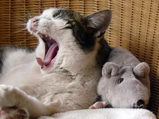 猫，宠物，可爱，老鼠，填充动物，阿迪达斯，放松，累