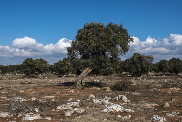 Olivo、Salento、Campaign、Plants、blue、landscape、sky、clouds