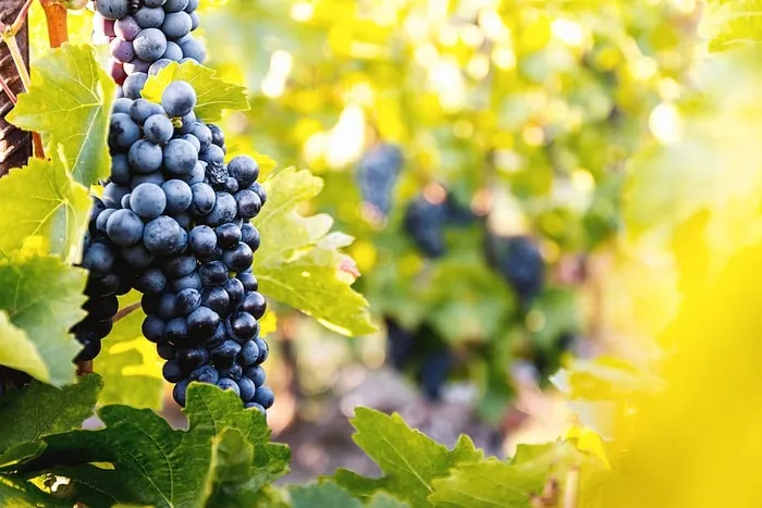 葡萄园在秋收的夕阳下。秋天成熟的葡萄。