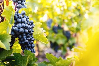 葡萄园在秋收的夕阳下。秋天成熟的葡萄。