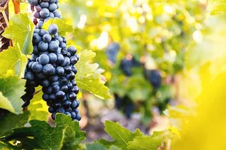 葡萄园在秋收的夕阳下。秋天成熟的葡萄。