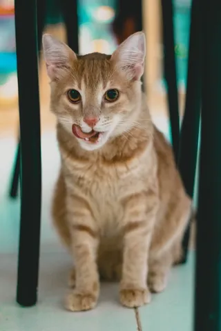 猫，猫，宠物，动物，小猫，小猫，可爱，毛皮