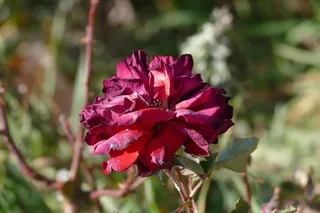 玫瑰，褪色，秋天，花朵，自然，粉色，枯萎，关闭