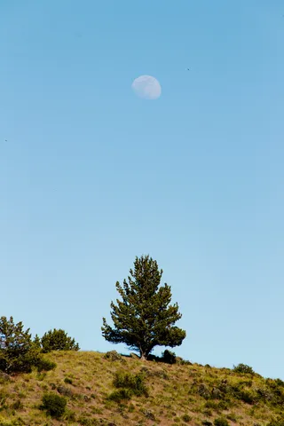 白天，绿叶树生长在褐色的石头上