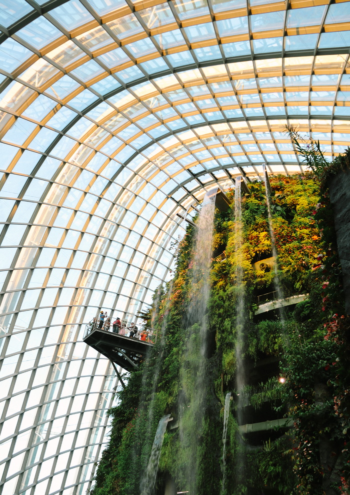 新加坡，森林，新加坡，亚洲，探索，旅行，树木，植物