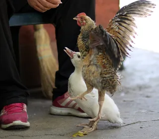 价格，鸡，朋友，宠物，食物，可爱，家畜，鸟