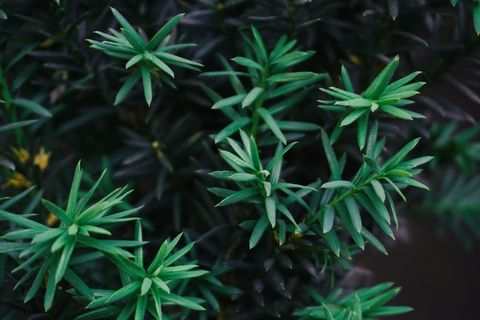 生长，绿色，植物，叶子，植物部分，自然，自然之美，没有人