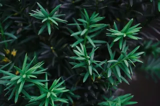 生长，绿色，植物，叶子，植物部分，自然，自然之美，没有人