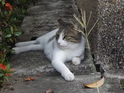 动物,猫,宠物,猫,休息,自然,宠物,悠闲 动物,猫,宠物,猫,休息,自然,宠物,悠闲