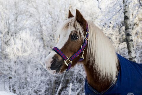 棕色小马站在白雪覆盖的树木附近的照片