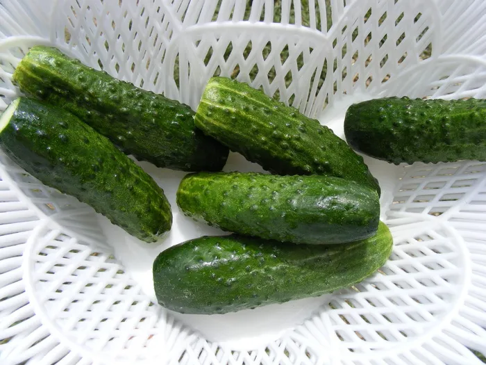 蔬菜，黄瓜，绿色，黄瓜