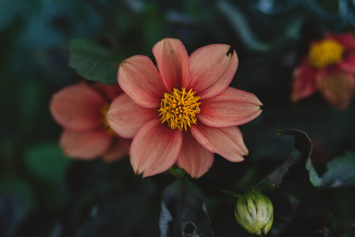 粉红色花瓣花朵特写照片