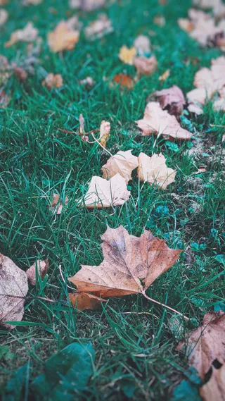 草地上有许多树叶。
