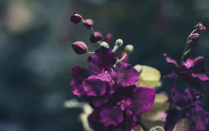 紫花浅焦摄影
