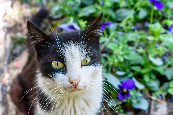 流浪猫，猫，以色列，贝塞斯达，耶路撒冷，家猫，家养，家畜