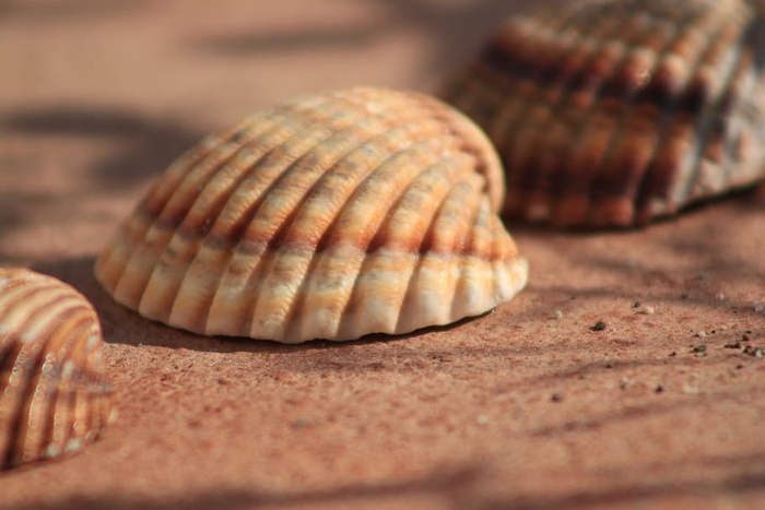 伊斯帕尼亚，穆斯拉，拉托，西班牙，贝壳，夏天，动物，贝壳