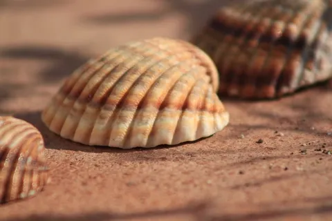 伊斯帕尼亚，穆斯拉，拉托，西班牙，贝壳，夏天，动物，贝壳