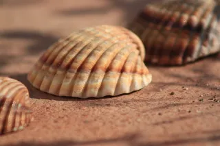 伊斯帕尼亚，穆斯拉，拉托，西班牙，贝壳，夏天，动物，贝壳