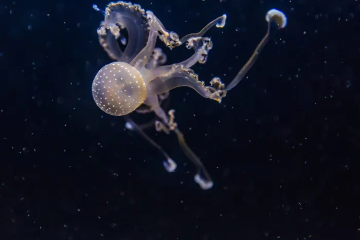 水母特写摄影