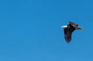 白天在蓝天下飞翔的秃鹰