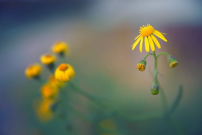 开花，开花，秋天，田野，特写，植物群，花蕾，自然