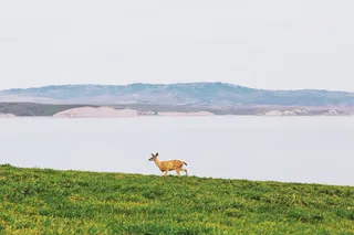 鹿、动物、草、湖、水、景观、自然、山脉