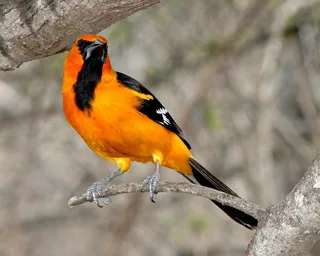 橙色、黑色、灰色、树枝、阿尔塔米拉黄鹂、鸟类、自然、栖息