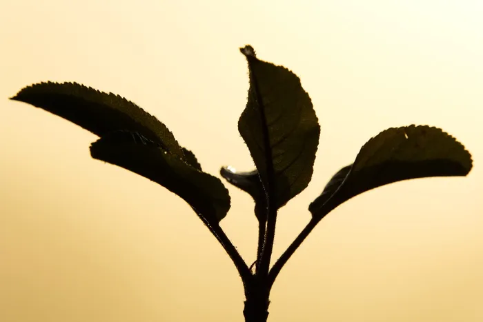 太阳、背光、雾、美学、树枝、薄雾、朦胧、概述