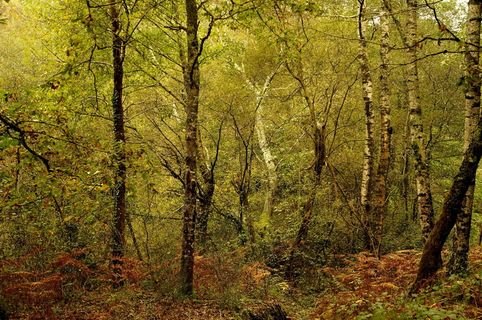 林下，秋天，九月，树木，植物，森林，土地，宁静