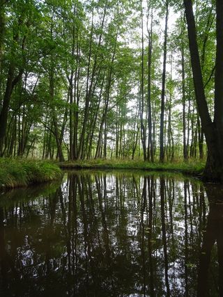 自然，森林，河流，河流，狂欢，森林，河流，狂欢，倒影，树