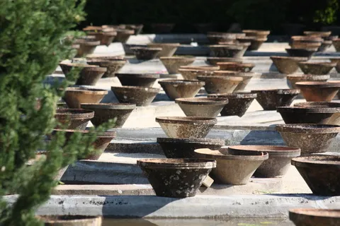 花盆,睡莲,那么多,一排,自然,白天,没有人,阳光 花盆,睡莲,那么多,一排,自然,白天,没有人,阳光