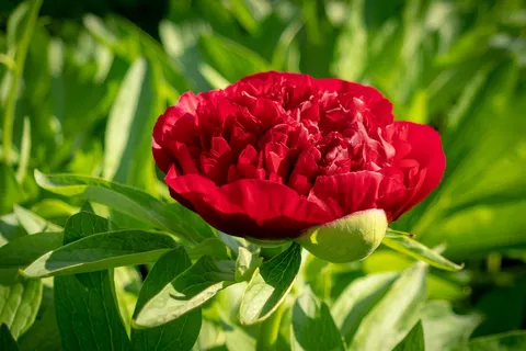 花, 植物, 花园, 自然, 叶, 芍药, 牡丹, 五旬节