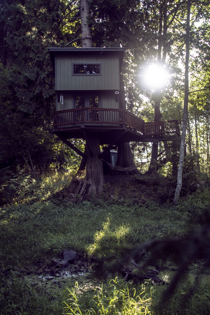 美国、奥林匹亚、魔法森林、黄金时刻、日落、自然、户外、灯光