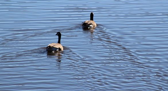 水，鸭子，鸭子，羽毛，棕色，蓝色，角形，队形